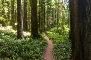 Yerli Sekoya ağaçları, Sequoia sempervirens, Kuzey Kaliforniya kıyı bölgesi boyunca büyümek ve Oregon içine kadar. Bu devasa ağaçlar nesli tükenmekte olan bir tür..