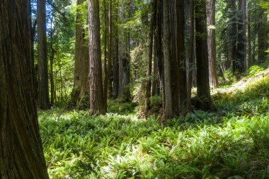 Yerli Sekoya ağaçları, Sequoia sempervirens, Kuzey Kaliforniya kıyı bölgesi boyunca büyümek ve Oregon içine kadar. Bu devasa ağaçlar nesli tükenmekte olan bir tür..