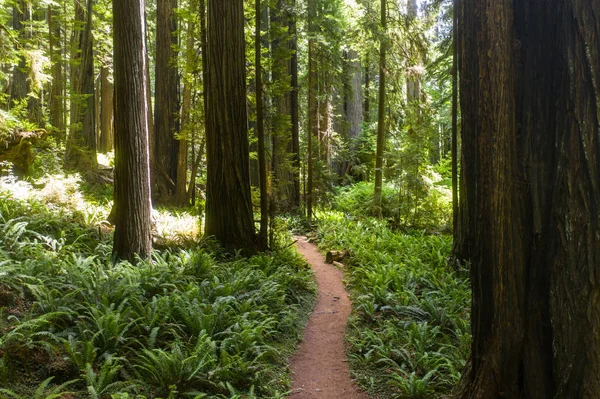 Árvores Nativas Redwood Sequoia Sempervirens Crescem Longo Região Costeira Norte — Fotografia de Stock
