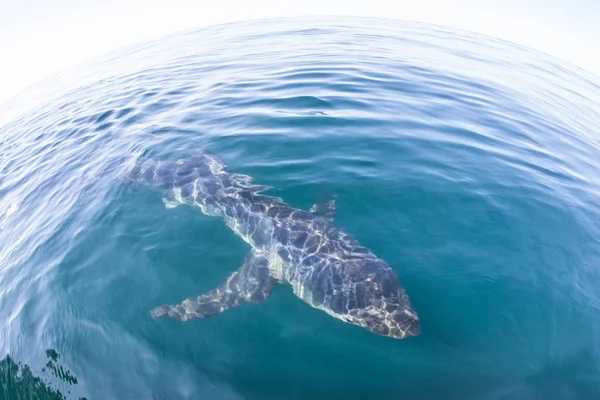 Žralok Modrý Prionace Glauca Plave Těsně Pod Hladinou Atlantského Oceánu — Stock fotografie