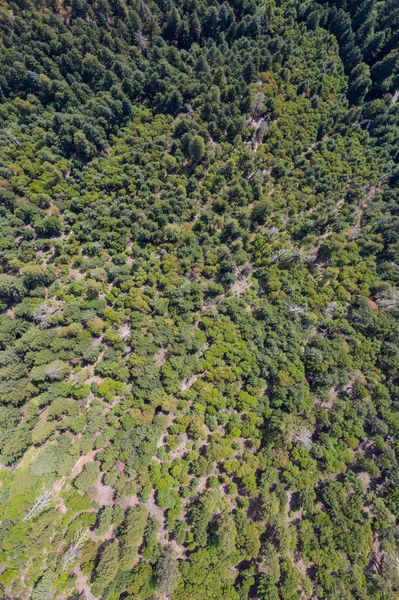 Aus Der Vogelperspektive Betrachtet Bedeckt Ein Wald Die Hügel Rund — Stockfoto