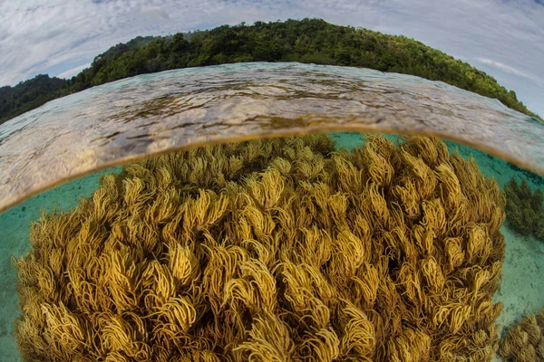 Υγιή Κοράλλια Αναπτύσσονται Ρηχά Νερά Κοντά Στο Νησί Της Ζακύνθου — Φωτογραφία Αρχείου