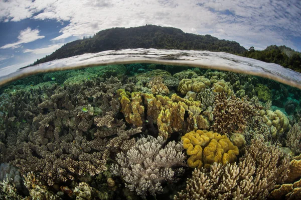 インドネシアのアンボン島近くの浅瀬で健康なサンゴが育つ この遠隔地の熱帯地域はサンゴの三角形の一部であり 異常な海洋生物多様性を抱えています — ストック写真