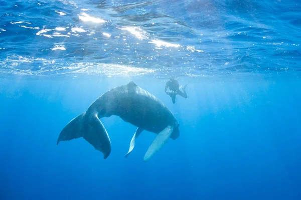 Humpback Whale Megaptera Novaeangliae Swims Blue Sunlit Waters Caribbean Sea — Stock Photo, Image