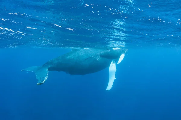 Mother Calf Humpback Whales Megaptera Novaeangliae Swim Blue Sunlit Waters — Stock Photo, Image