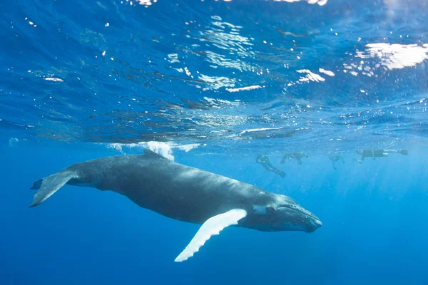 Humpback Velryba Megaptera Novaeangliae Plave Modrých Sluncem Ozářených Vodách Karibského — Stock fotografie