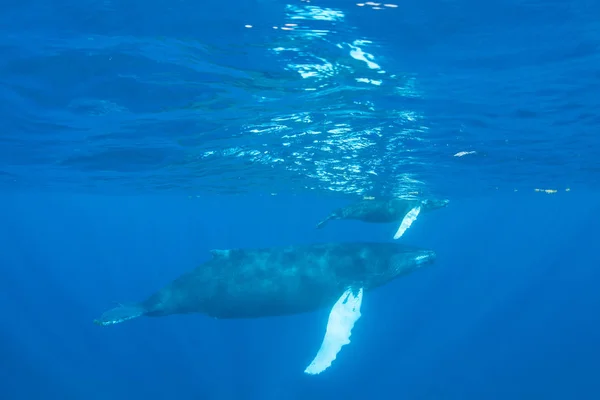 Mother Calf Humpback Whales Megaptera Novaeangliae Swim Blue Sunlit Waters — Stock Photo, Image