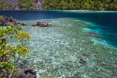 Bir snorkeler Raja Ampat, Endonezya engebeli kireçtaşı adaları arasında sığ bir resif düz araştırıyor. Mercan Üçgeni'nin bir parçası olan bu tropik bölge, inanılmaz deniz biyolojik çeşitliliğiyle tanınıyor..