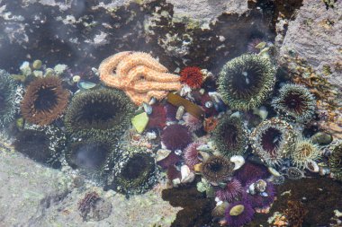 Güney Afrika'daki Cape Town'un güneyindeki doğal sahil şeridi, bu inanılmaz destinasyonu ziyaret etmek için birçok nedenden sadece biridir. Deniz yaşamıyla dolu birçok gelgit havuzu kıyı şeridi boyunca bulunabilir..