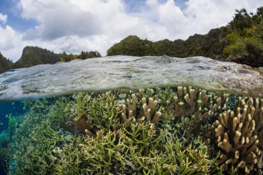 Kırılgan ama sağlıklı mercanraja Ampat sığ bir mercan resifi üzerinde büyümek, Endonezya. Dünyanın bu bölümü inanılmaz deniz biyolojik çeşitliliği ile bilinir ve dalgıçlar ve şnorkel için bir hedef.