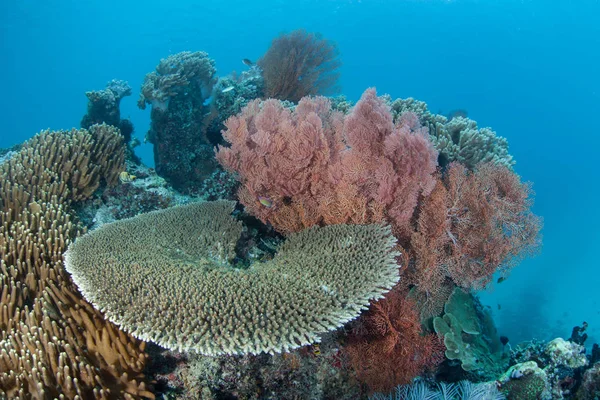 Healthy Corals Sea Fans Grow Coral Reef Raja Ampat Indonesia — Stock Photo, Image