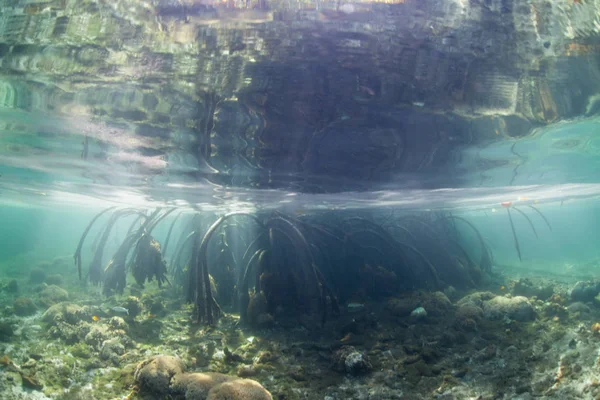 Las Raíces Los Apoyos Manglares Llegan Hasta Fondo Marino Poco — Foto de Stock