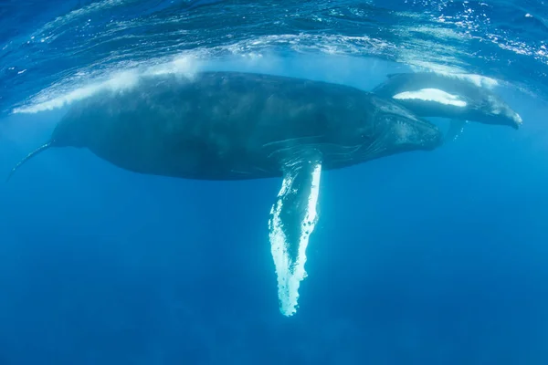 母鲸和小牛座头鲸 新安扬海巨无霸 在加勒比海清澈的蓝色水域游泳 — 图库照片