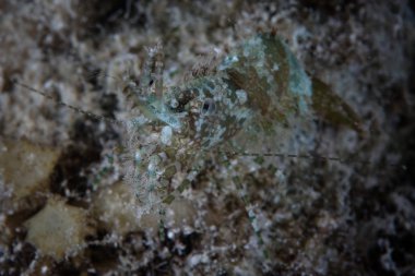 Bir kamuflajlı karides gece Komodo Milli Parkı, Endonezya görünür. Mercan Üçgeni 'nin bir parçası olan bu bölge, yüksek deniz biyoçeşitlilik ve scuba dalgıçlar için popüler bir yerdir ve 