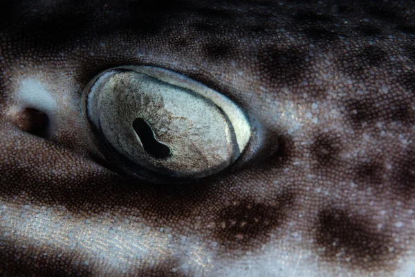 Detalhe Olho Tubarão Gato Coral Noturno Atelomycterus Marmoratus Enquanto Encontra — Fotografia de Stock