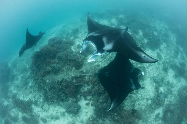 Rezident Manta Manta Alfredi Přeplavete Čisticí Stanici Raja Ampat Indonésii — Stock fotografie