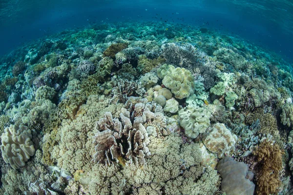 단단하고 부드러운 산호는 인도네시아 와카토비 공원의 건강한 산호초에서 자라기 공간을 — 스톡 사진