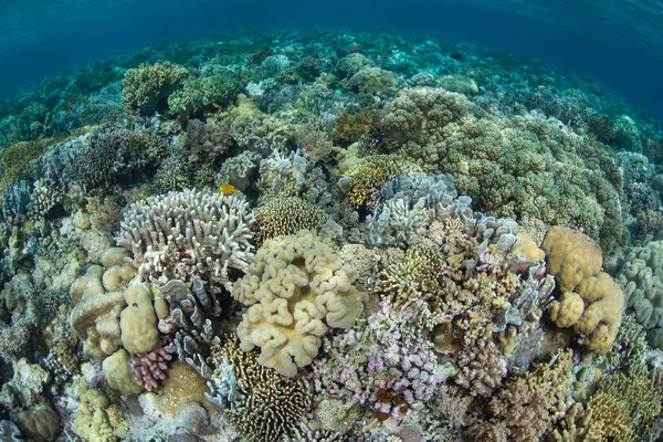 Los Corales Duros Blandos Compiten Por Espacio Para Crecer Saludable — Foto de Stock