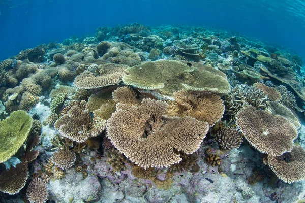 Hard Corals Compete Space Grow Healthy Reef Flat Wakatobi National — Stock Photo, Image