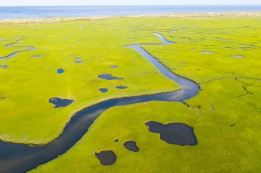 Dar kanallar Cape Cod, Massachusetts'teki yemyeşil bir tuz bataklığında geçer. Bu tür deniz habitatları balık ve omurgasızlar için bir fidanlık ve birçok kuş türü için bir beslenme alanı görevi görededir..