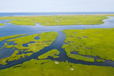 Dar kanallar Cape Cod, Massachusetts'teki yemyeşil bir tuz bataklığında geçer. Bu tür deniz habitatları balık ve omurgasızlar için bir fidanlık ve birçok kuş türü için bir beslenme alanı görevi görededir..