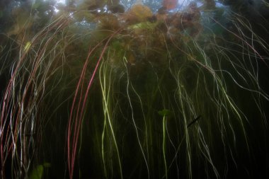 Lily pedleri kaotik bir karmaşa Cape Cod, Massachusetts sığ bir gölet büyür. Göletler ve göller gezegenin yüzeyinin yaklaşık %2'sini kaplar ancak dünyanın tatlı sularının çoğunu içerir..