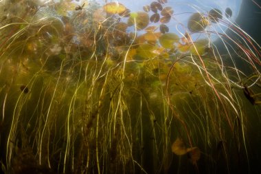 Lily pedleri kaotik bir karmaşa Cape Cod, Massachusetts sığ bir gölet gelişirler. Göletler ve göller gezegenin yüzeyinin yaklaşık %2'sini kaplar ancak dünyanın tatlı sularının çoğunu içerir..