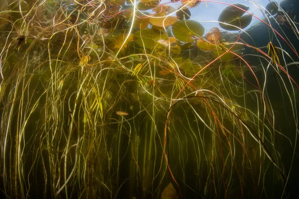 Lily Pedleri Kaotik Bir Karmaşa Cape Cod Massachusetts Sığ Bir — Stok fotoğraf