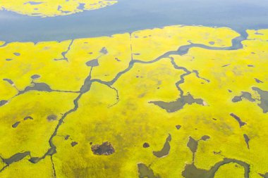 Cape Cod, Massachusetts'teki Pleasant Bay'de büyük, sağlıklı bir tuz bataklığı yetişir. Bu tür deniz habitatları balık ve omurgasızlar için bir fidanlık ve birçok kuş türü için bir beslenme alanı görevi görededir..