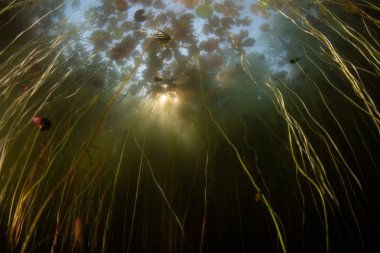 Lily pedleri kaotik bir karmaşa Cape Cod, Massachusetts sığ bir gölet vahşi yetişir. Göletler ve göller gezegenin yüzeyinin yaklaşık %2'sini kaplar ancak dünyanın tatlı sularının çoğunu içerir..