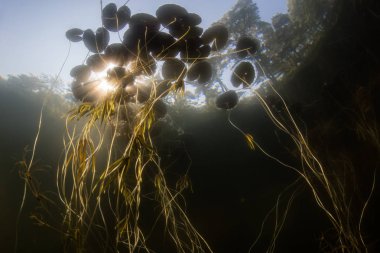 Lily pedleri kaotik bir karmaşa Cape Cod, Massachusetts sığ bir gölet vahşi yetişir. Göletler ve göller gezegenin yüzeyinin yaklaşık %2'sini kaplar ancak dünyanın tatlı sularının çoğunu içerir..