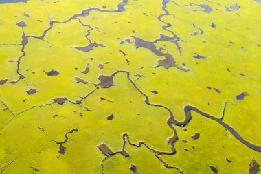Cape Cod, Massachusetts'teki Pleasant Bay'de büyük, sağlıklı bir tuz bataklığı yetişir. Bu tür deniz habitatları balık ve omurgasızlar için bir fidanlık ve birçok kuş türü için bir beslenme alanı görevi görededir..