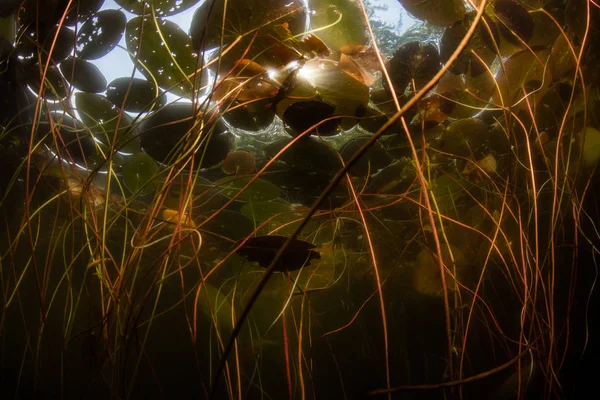 Lily Pedleri Kaotik Bir Karmaşa Cape Cod Massachusetts Sığ Bir — Stok fotoğraf