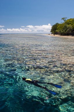 A snorkeler drifts above the edge of Palau's dramatic barrier reef. This Micronesian island group is known for its marine biodiversity and is a popular destination for scuba divers and snorkelers. clipart