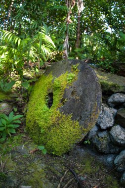 A mossy disk of stoney money, known as Rai, sits in the jungle on the island of Yap in Micronesia. These large stone disks were historically used for a number of transactions such as dowries. clipart