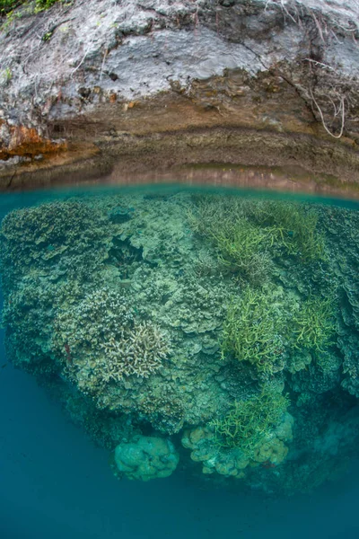 Όμορφα Κοράλλια Ευδοκιμούν Ανάμεσα Στα Νησιά Rock Στην Ήρεμη Λιμνοθάλασσα — Φωτογραφία Αρχείου