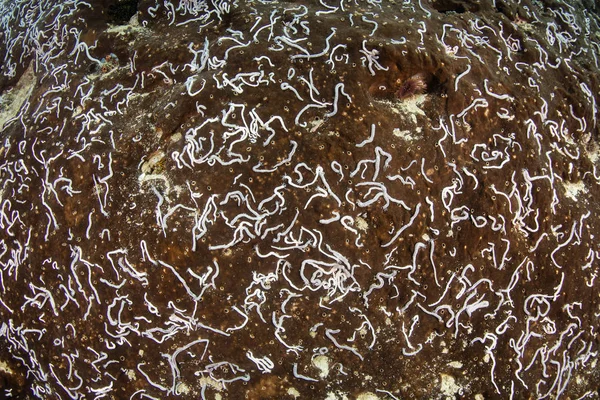 Small white sea cucumbers, Synaptula sp., cling to a massive sponge in Raja Ampat, Indonesia. This is a mutualistic symbiotic relationship.