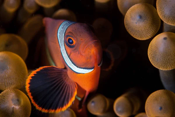 Young Spinecheek Anemonefish Premnas Biaculeatus Swims Tentacles Its Host Anemone — Stock Photo, Image