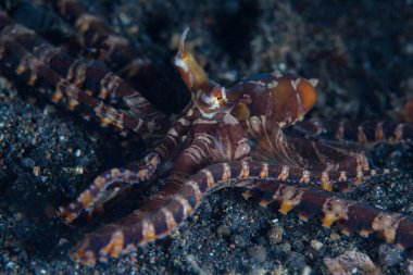 Bir Wonderpus ahtapot, Wunderpus photogenicus, Lembeh Boğazı'nda siyah kum üzerinde sürünür, Endonezya. Bu bölge, Sulawesi'nin kenarı boyunca, tuhaf deniz yaşamının olağanüstü bir dizi barındırdığı bilinmektedir..