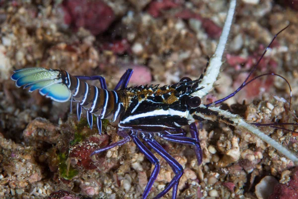 Una Langosta Espinosa Pintada Juvenil Panulirus Versicolor Sale Una Grieta —  Fotos de Stock