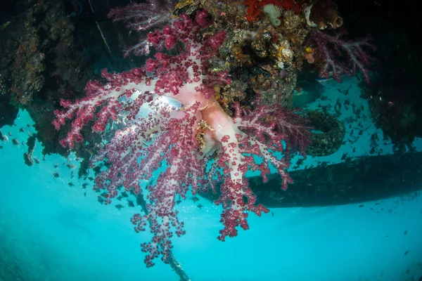 Les Coraux Mous Colorés Dendronephthya Prospèrent Sous Quai Flottant Raja — Photo