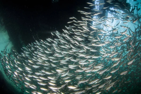 Scad büyük bir okul Raja Ampat, Endonezya bir rıhtım altında gölgelerde yüzer. Birçok deniz türü, yırtıcılardan kaçınmak için iskelelerin, rıhtımların ve iskelelerin gölgelerini tercih eder..