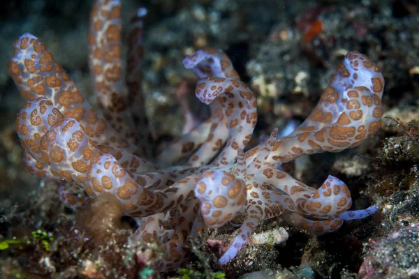 Nudiramo Movido Energia Solar Phyllodesmium Longicirrum Rasteja Pelo Fundo Mar — Fotografia de Stock