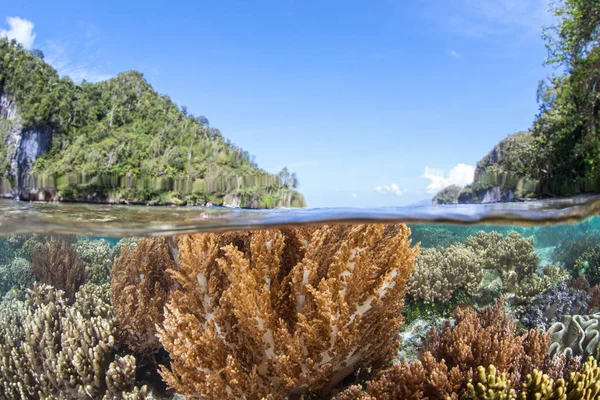 Nádherné Měkké Korály Mělkých Vodách Nacházejí Odlehlých Ostrovech Raja Ampat — Stock fotografie