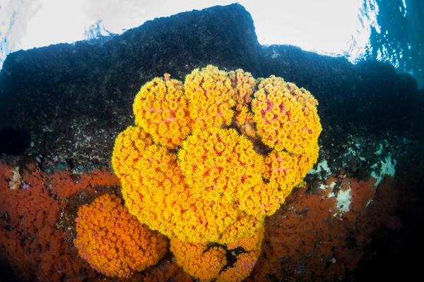 Красива Чашка Корали Процвітають Мілкій Воді Серед Віддалених Островів Раджа — стокове фото