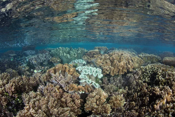 Красиві Корали Процвітають Мілкій Воді Серед Віддалених Островів Раджа Ampat — стокове фото