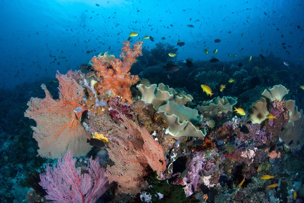 Beautiful Corals Fish Thrive Solomon Islands Remote Melanesian Region Part — Stock Photo, Image