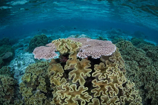 Beautiful Corals Thrive Solomon Islands Remote Melanesian Region Part Coral — Stock Photo, Image