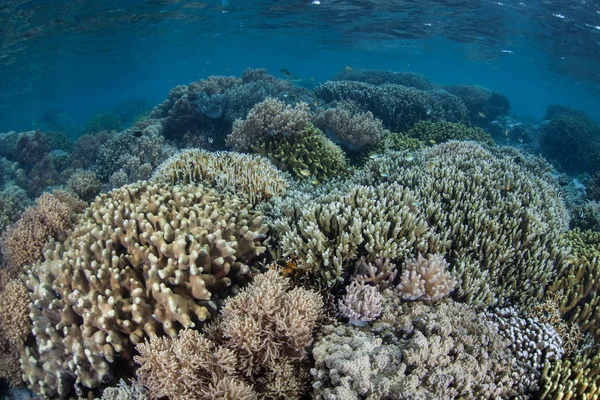 Belos Corais Prosperam Entre Ilhas Salomão Esta Remota Região Melanésia — Fotografia de Stock