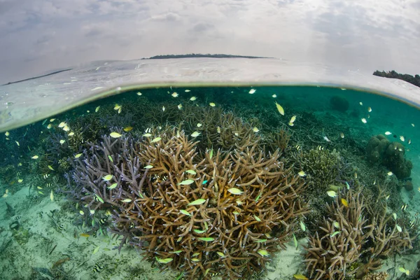 Los Peces Arrecife Los Corales Frágiles Prosperan Medio Las Islas — Foto de Stock